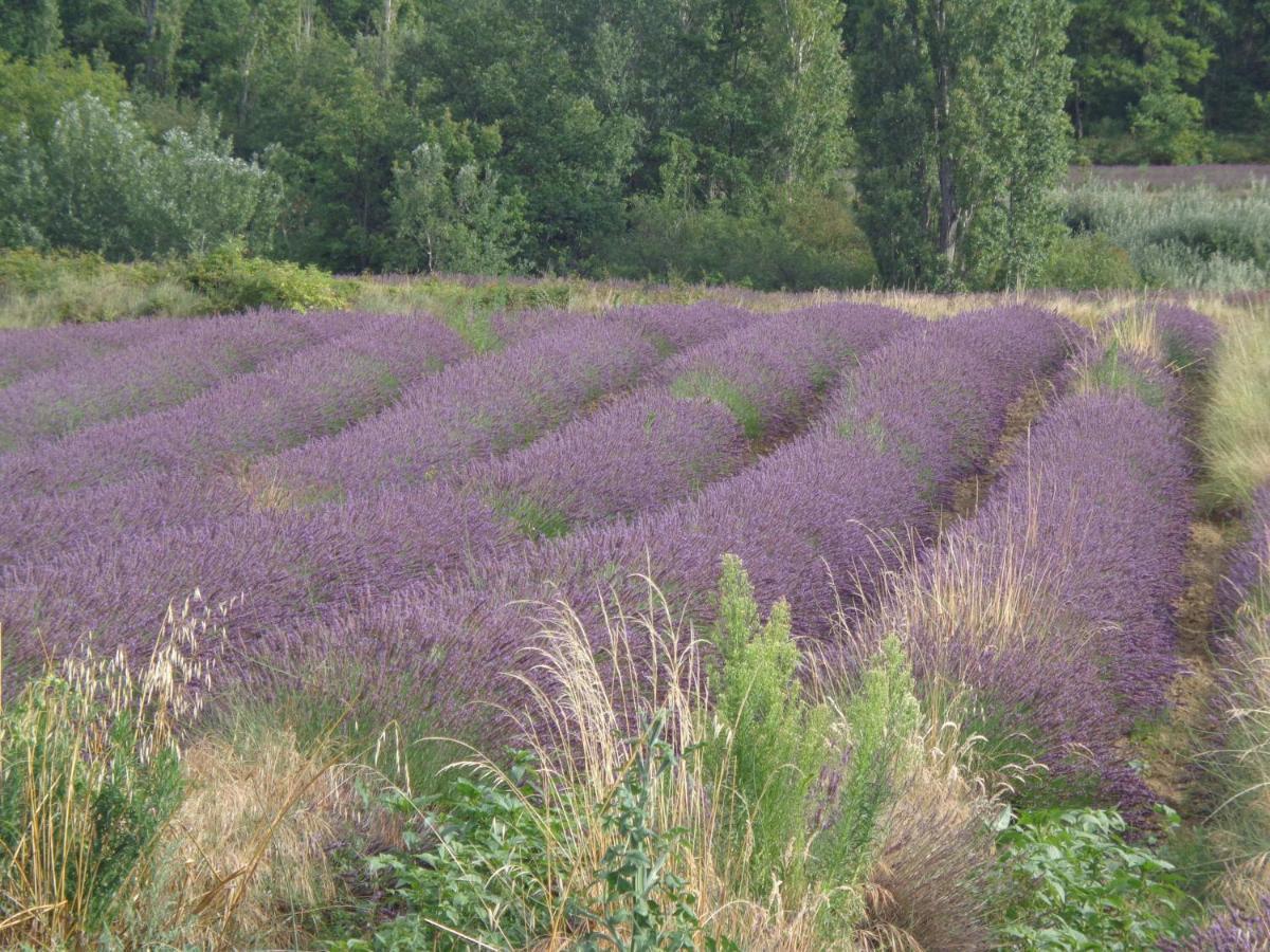 Santolines En Provence Bed and Breakfast Piolenc Εξωτερικό φωτογραφία
