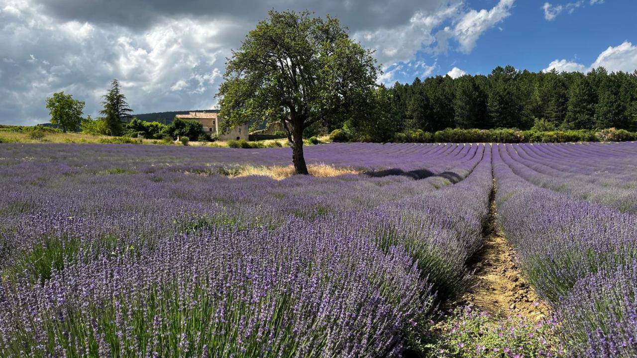 Santolines En Provence Bed and Breakfast Piolenc Εξωτερικό φωτογραφία